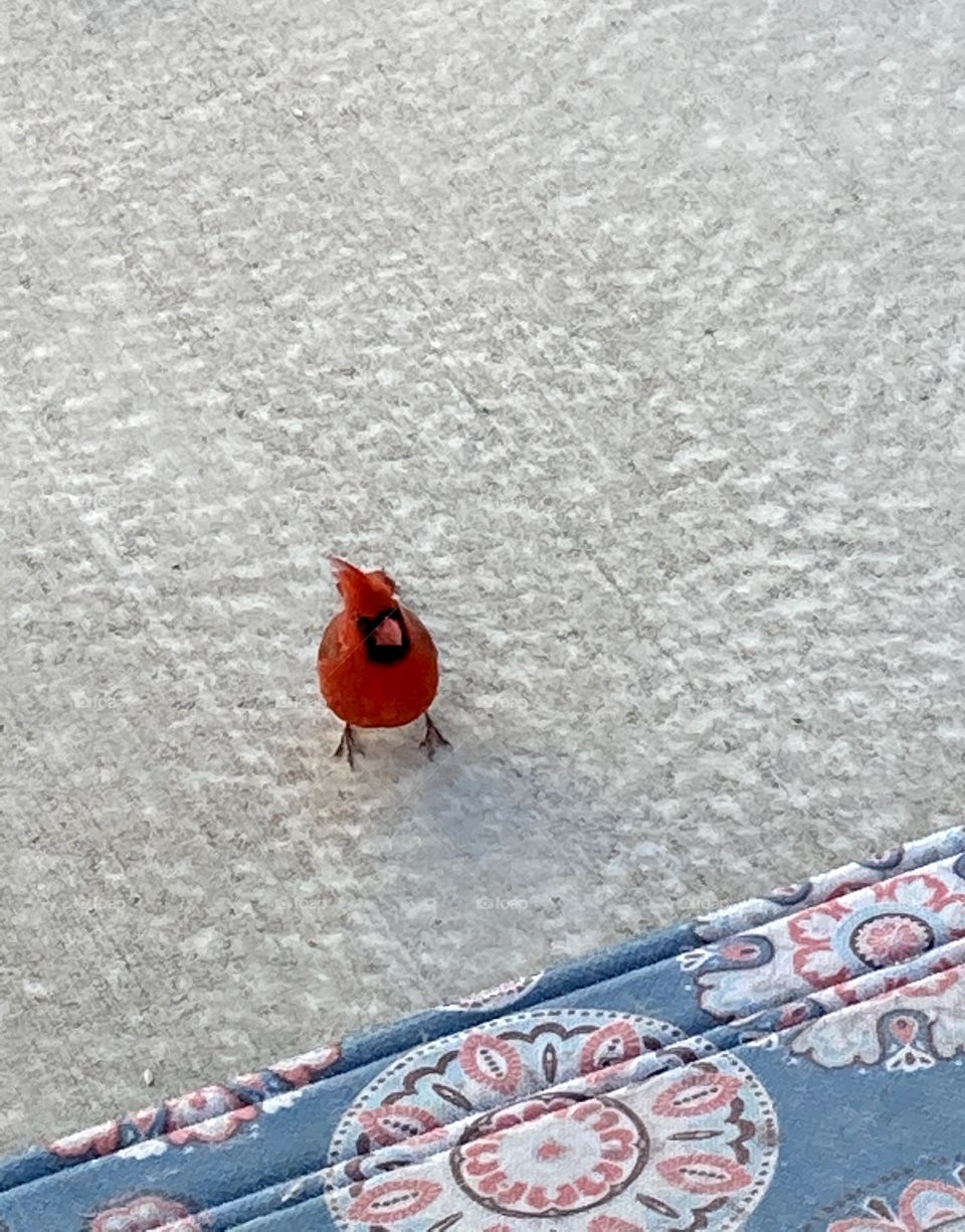 Red cardinal on cement patio