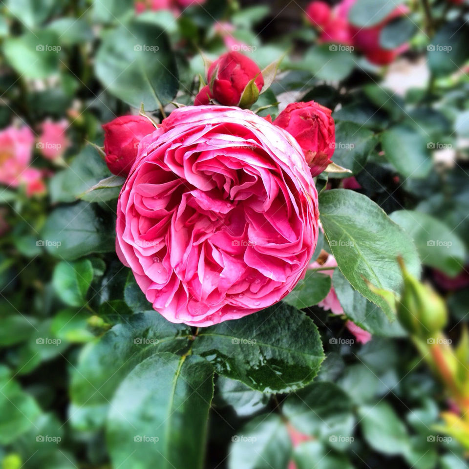 garden park family roses by lindajacobi