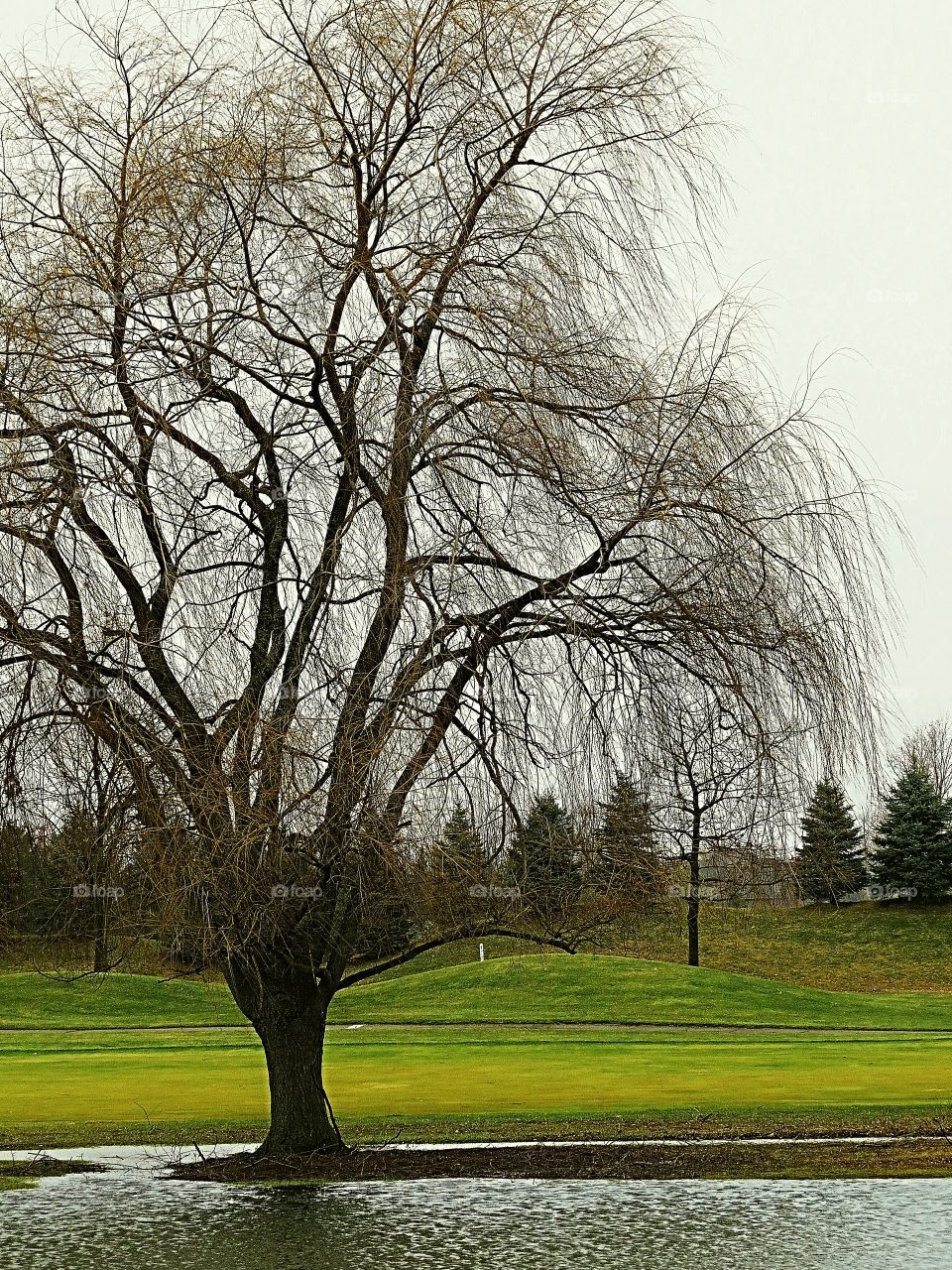 Spring Flood on Golf Course