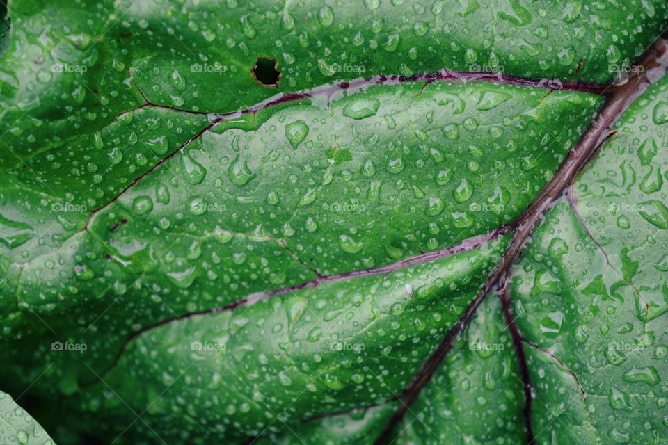 Green leaf in drops of rain