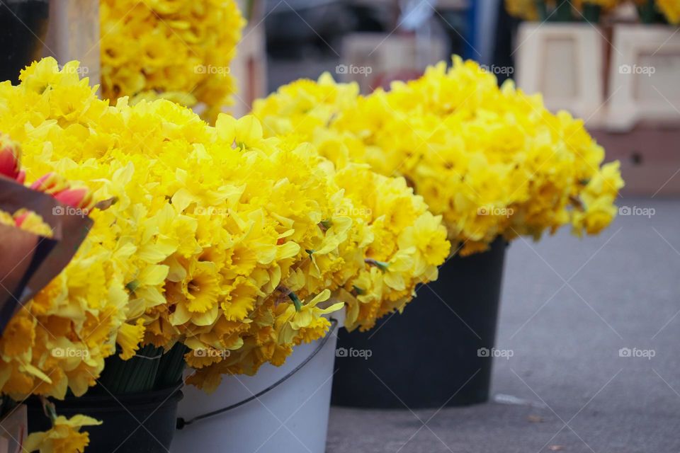 Narcissus flowers