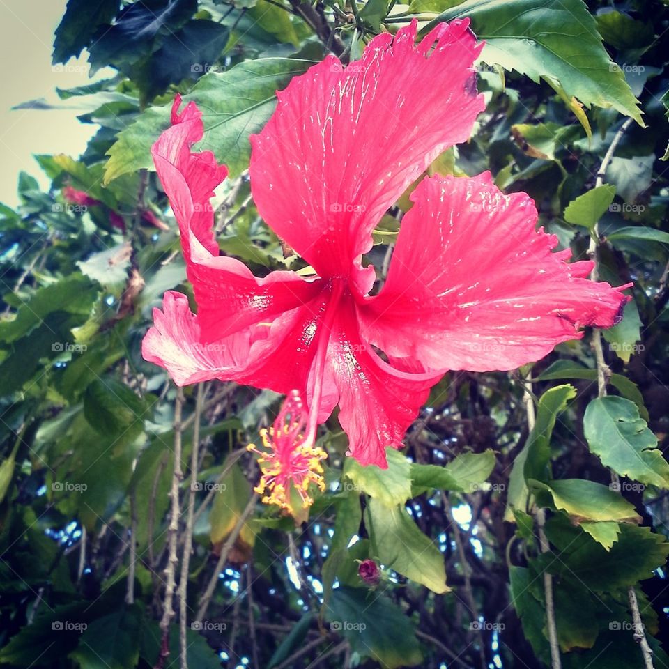 Hibiscus in Paradise