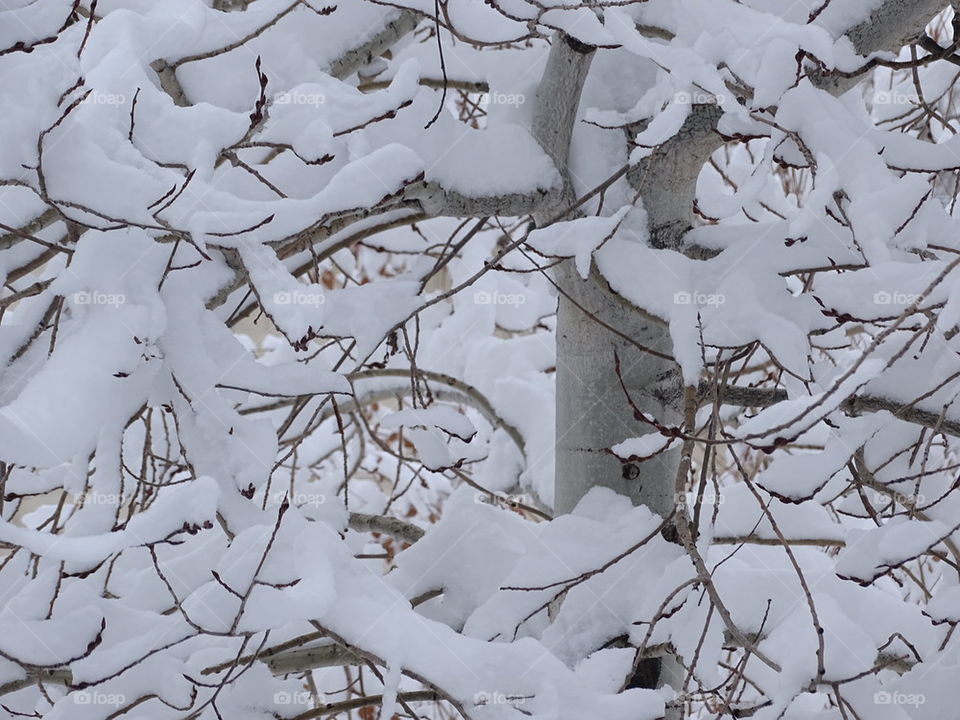 Aspen Snow