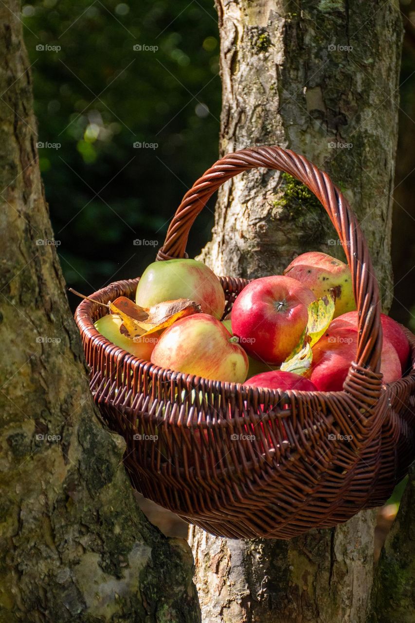 A Basket full of Ripe Apples in Garden
