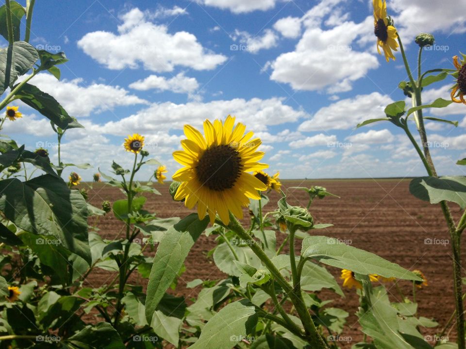 Summer . Taken in rural Texas on a hot summer day.  The cumulus clouds in the back ground give it that summer feel.

