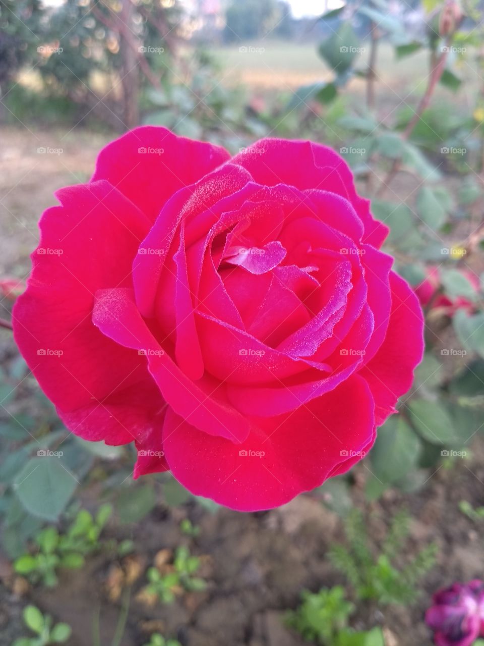 rose