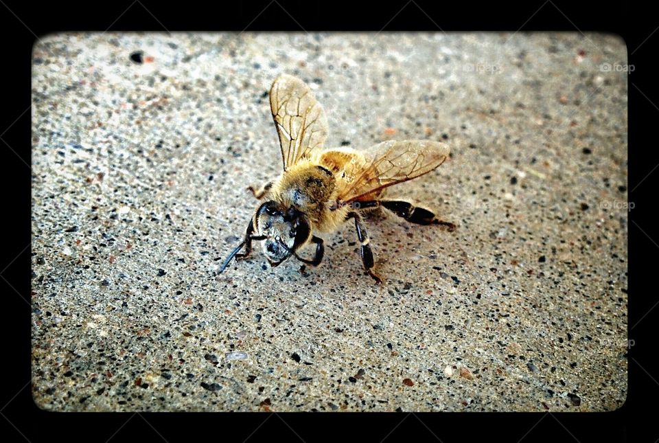 Honey Bee. this little guy landed near our family while we were playing outside