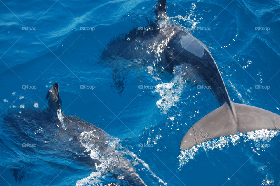 Dolphin in the blue sea 