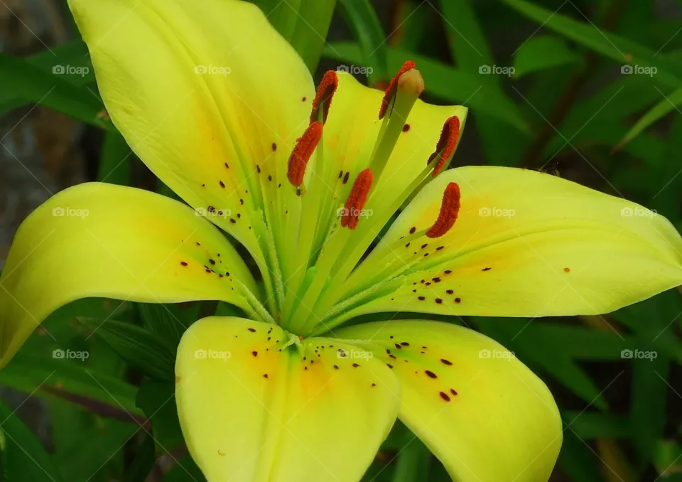 lily