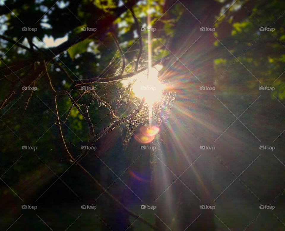 Sun dying through the web