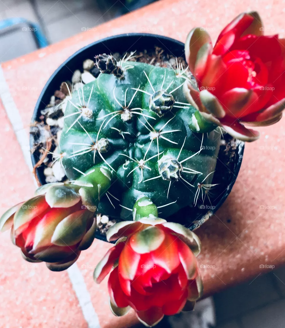 Cactus 