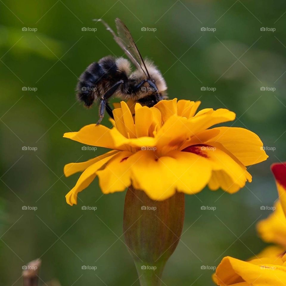 Macro bee on flower