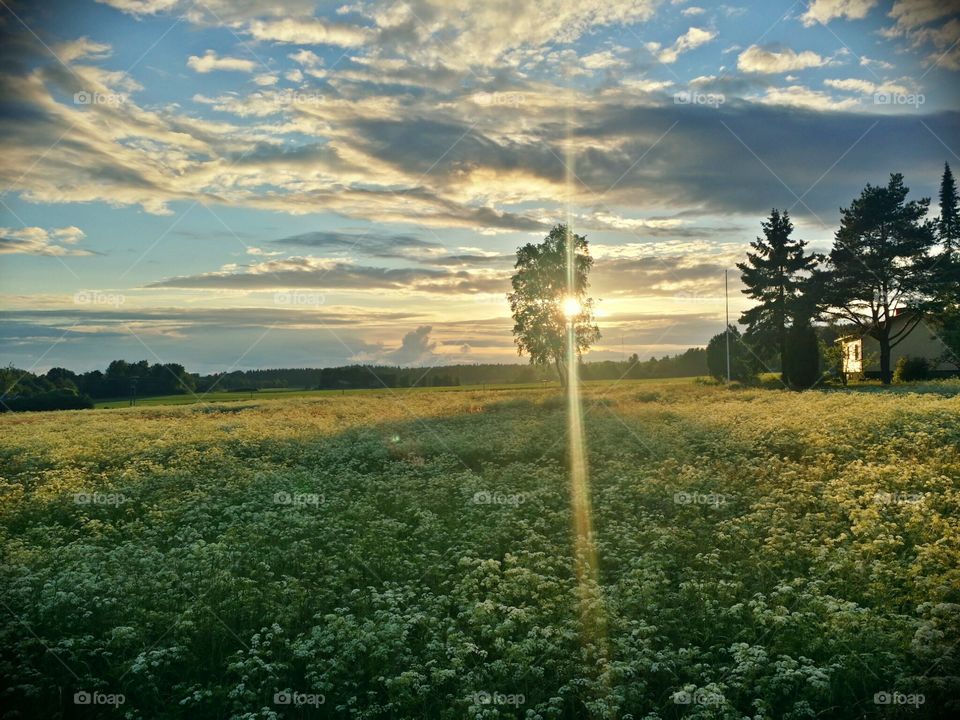 Scenic view of nature