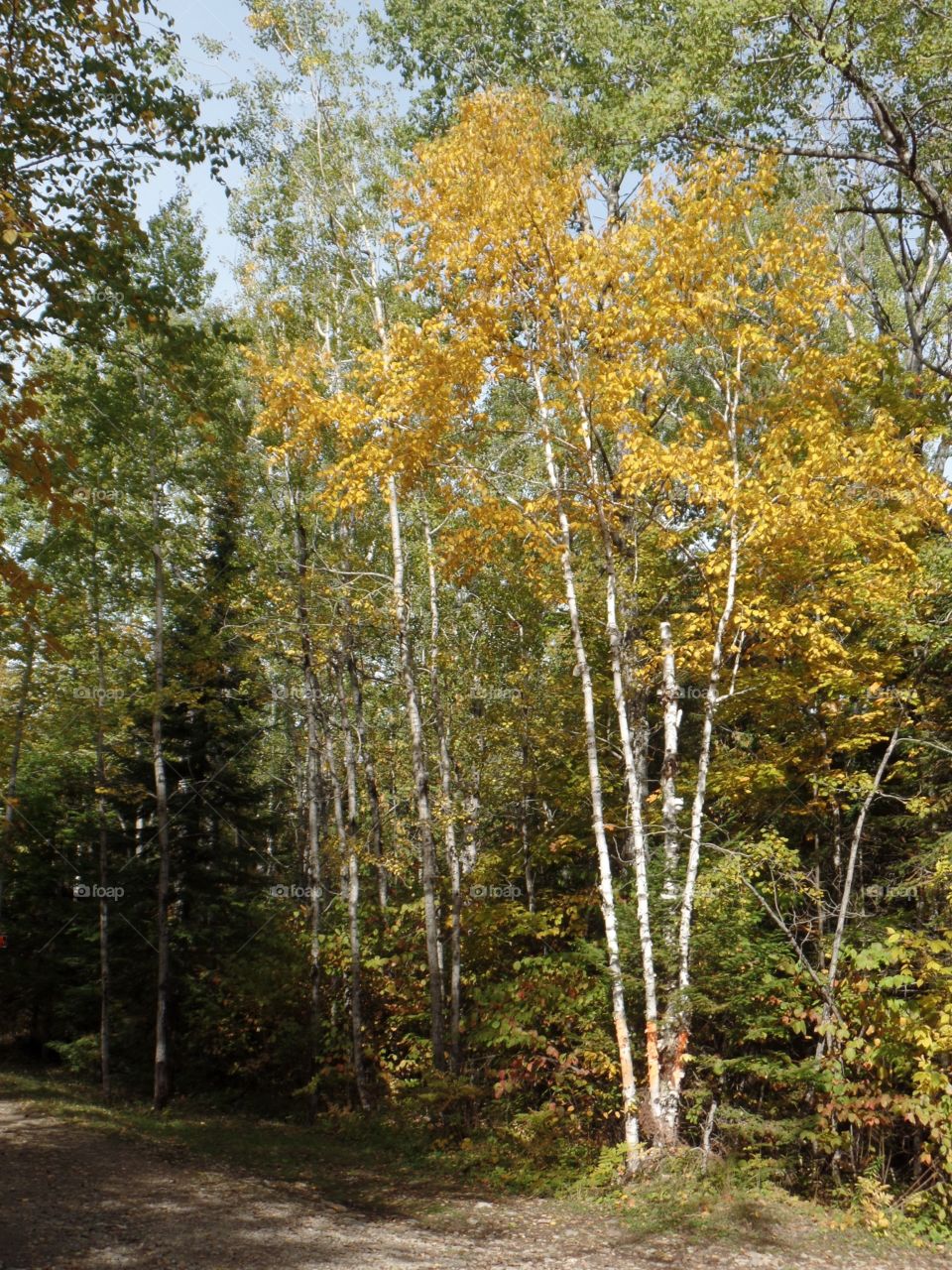 Drummond Island, Michigan 