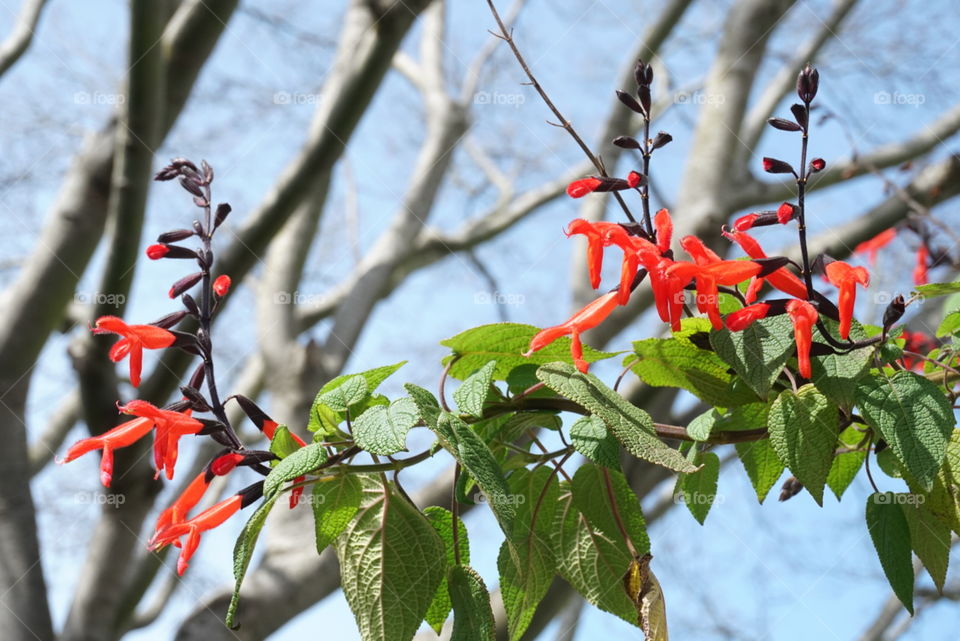 Montbretia 
Spring
California Flowers