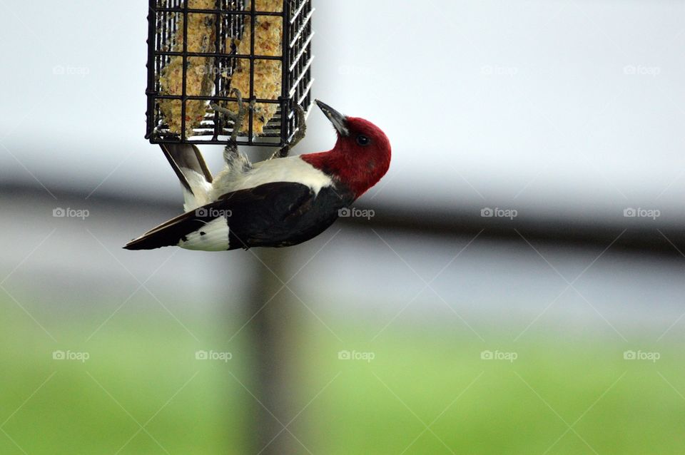 A red-headed woodpecker eats from a feeder. 