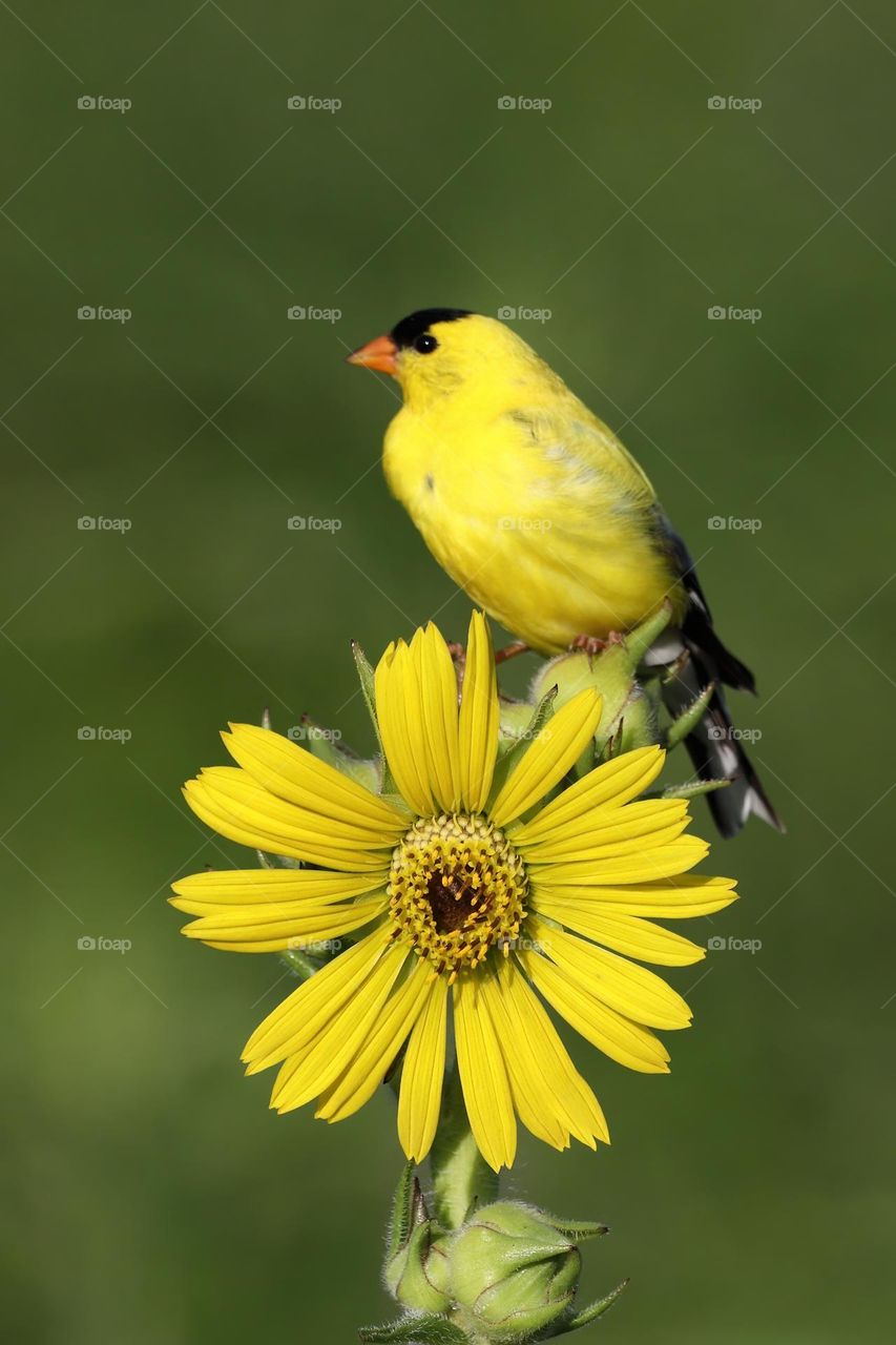 American goldfinch