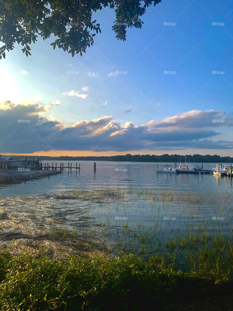 Body of water with weeds growing at the shore and many floating on top with a dock and the sun starting to set in a blue sky. 
