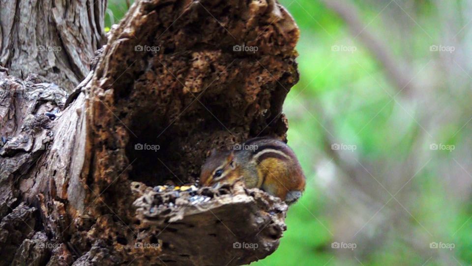 Cute chipmunk in hollow log eating sunflower seeds with green blurred background.