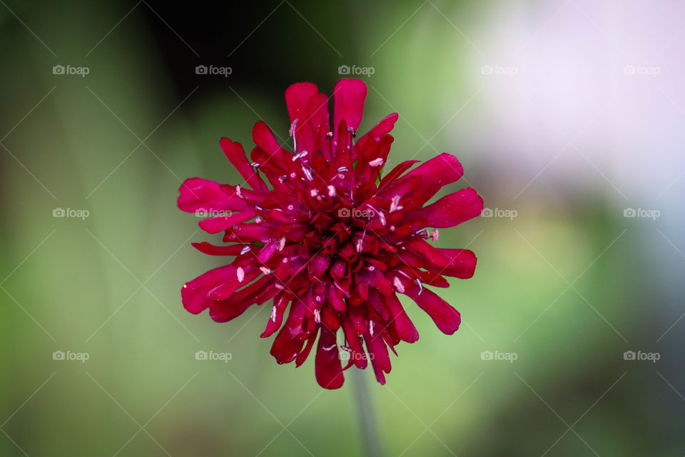 Simple red flower on green background