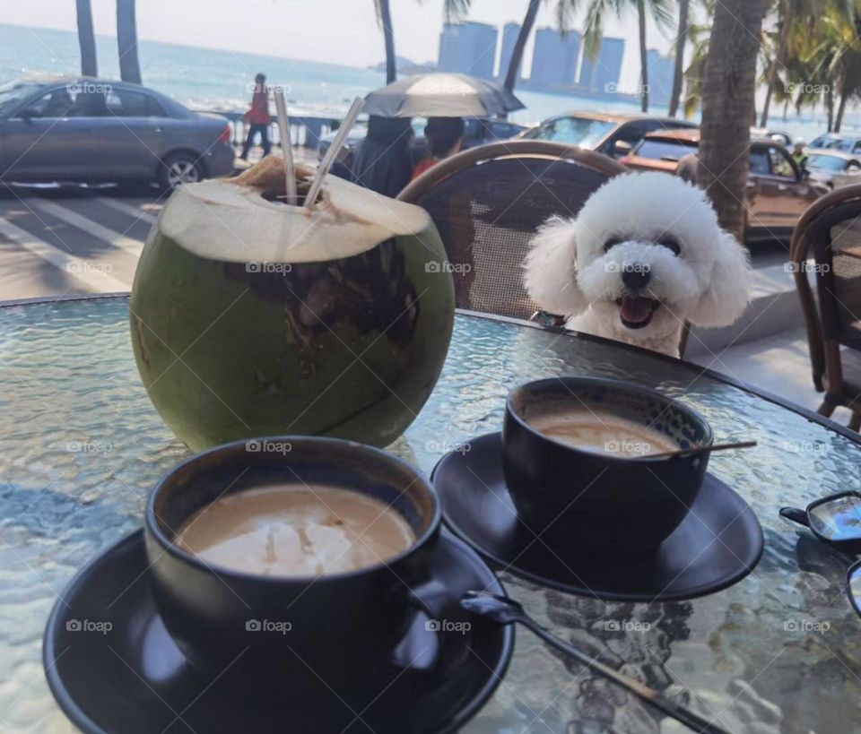 Pets wants drink coffee 😊