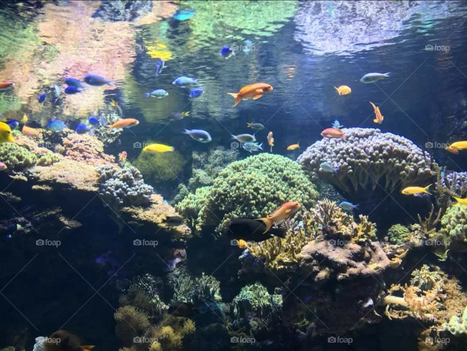 oceanografic