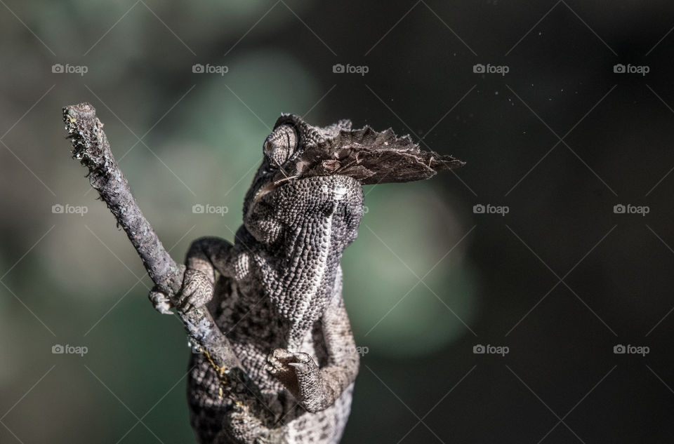 Chameleon devouring a butterfly