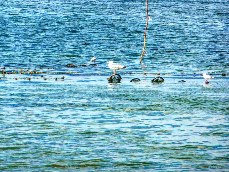 birds in Danube Delta România