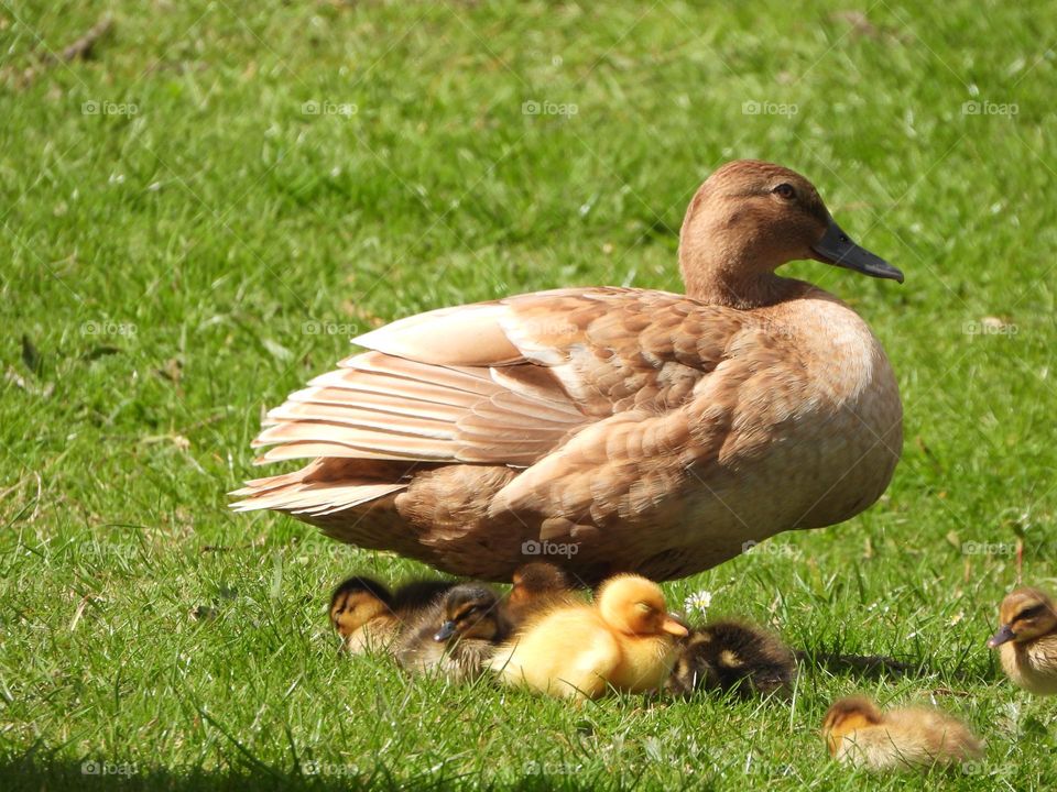 A family of ducklings 