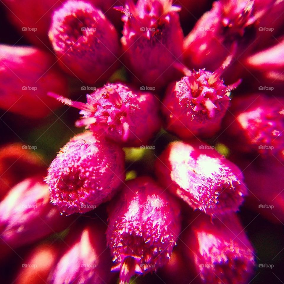 Macro Flower