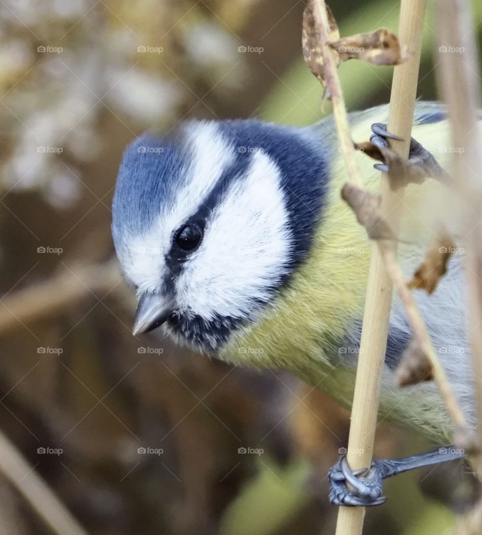 Blue tit
