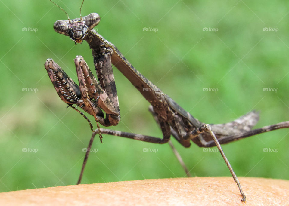 praying mantis on finger