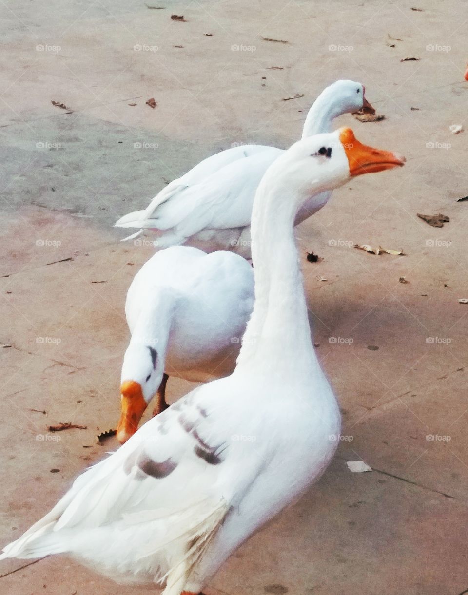 ducks
