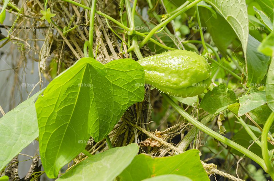 Christophine Fruit And Leaves