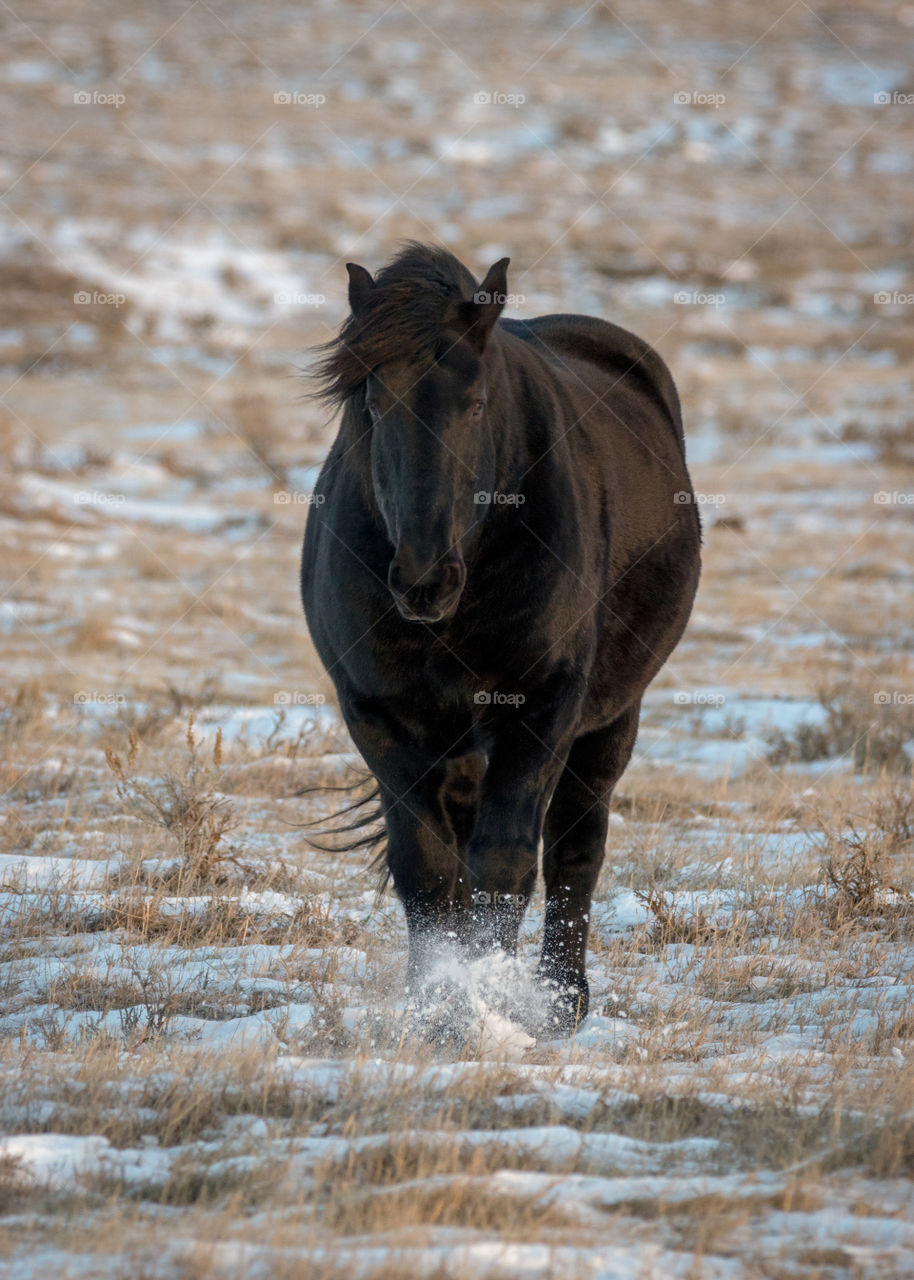 Stunning draft horse on a frosty evening. 