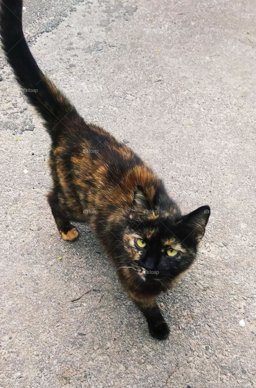 be authentic cat astrophy