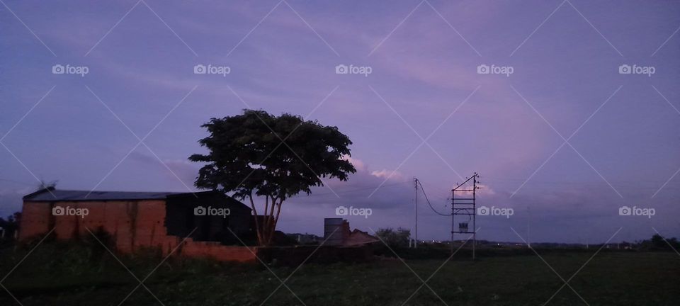 everything tree photo