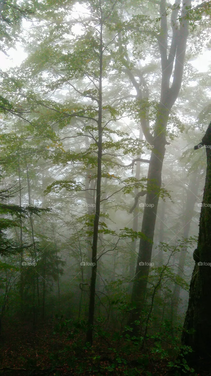 Forest