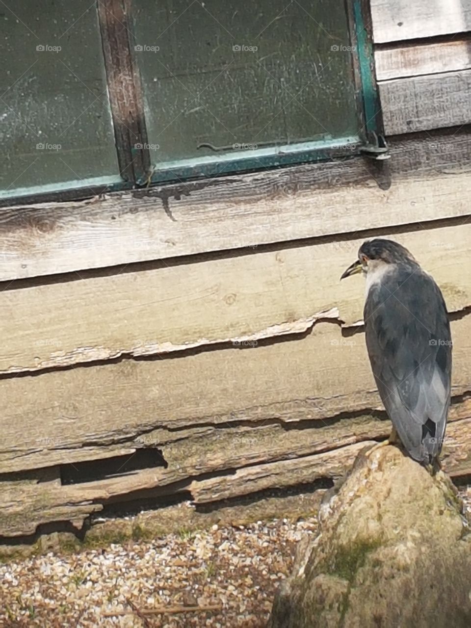 This bird doesn't want to look at use!!