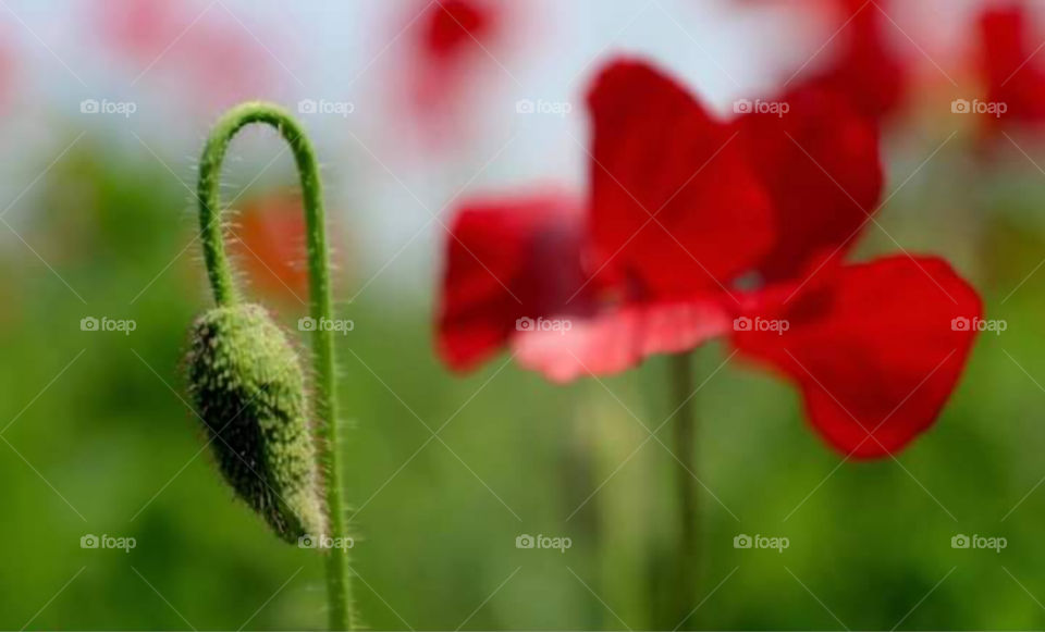 Red Flower