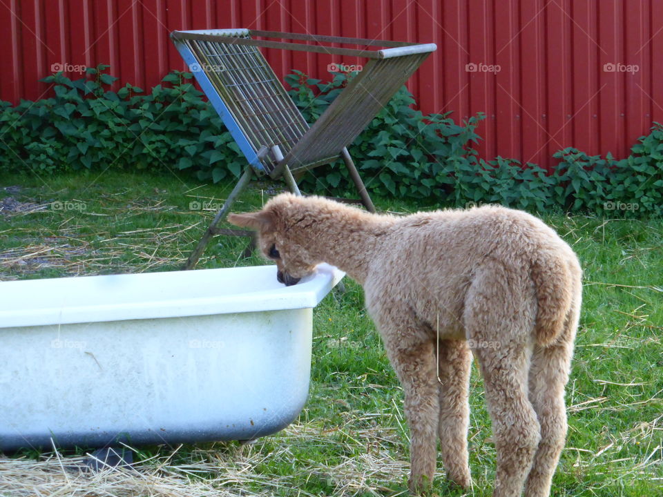 Hungry Alpaca