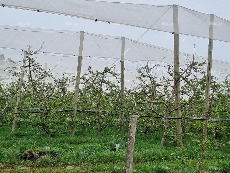 plantação de Maçã 🍎