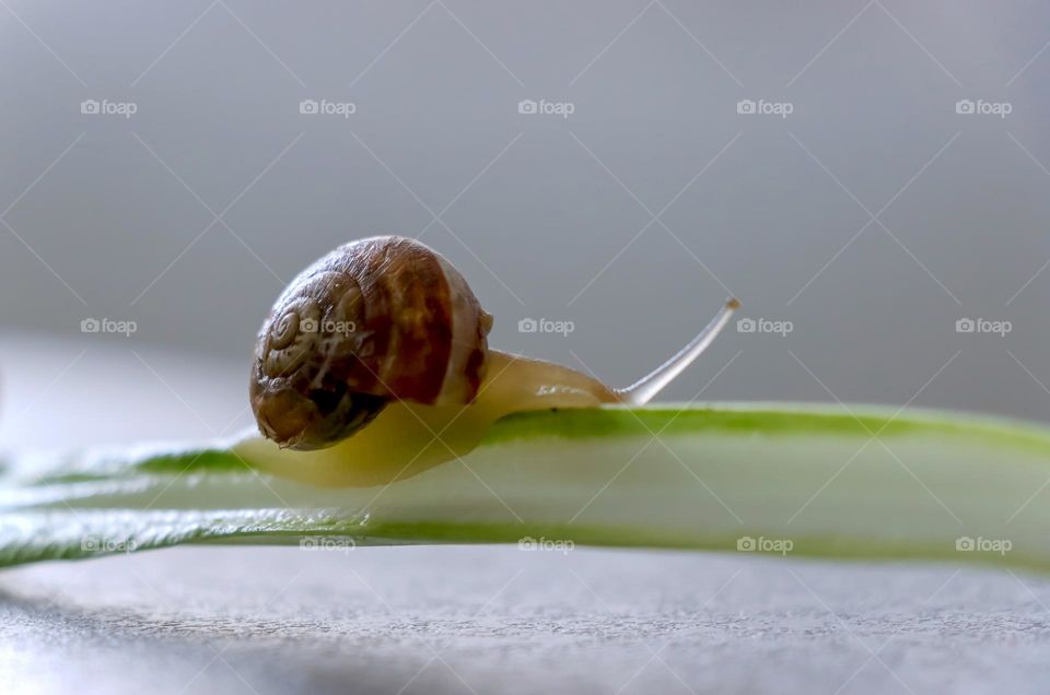 Snail on chard leaf
