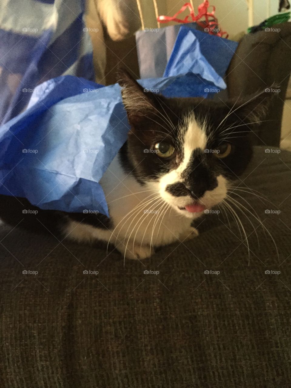 Cat sticking out his tongue. My brothers cat who is missing teeth, so he always looks like this 