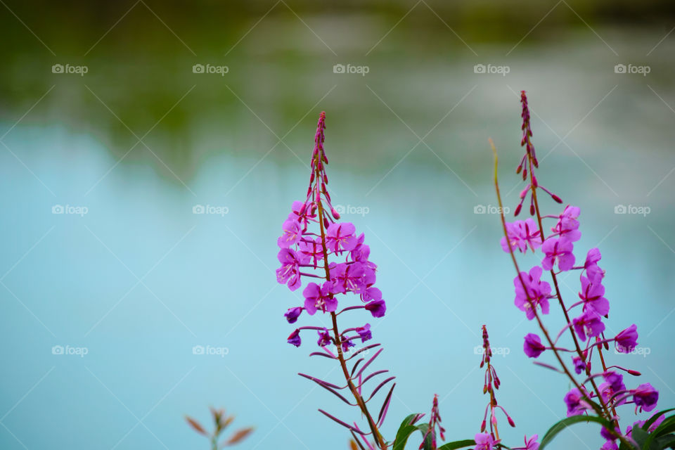 Nature, Summer, Flower, No Person, Leaf