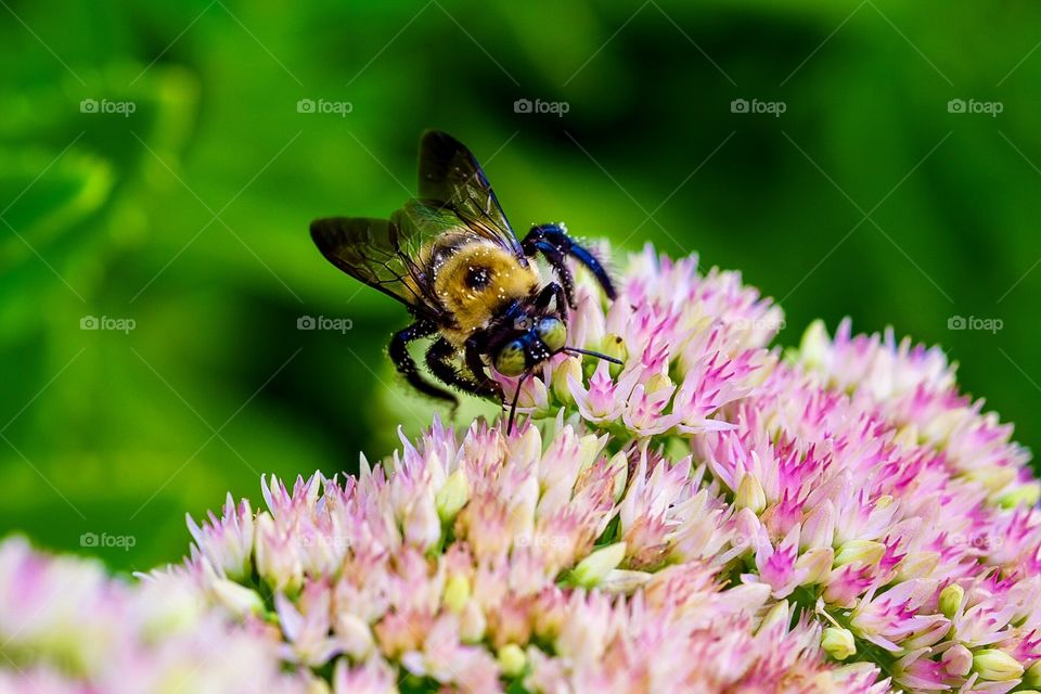 Honey Bee Pollinating Flowers, Summertime Honey Bee In The Wild, Honey Bee In The Flower Garden, Bumblebee Portrait, Closeup Honey Bee Pollination 