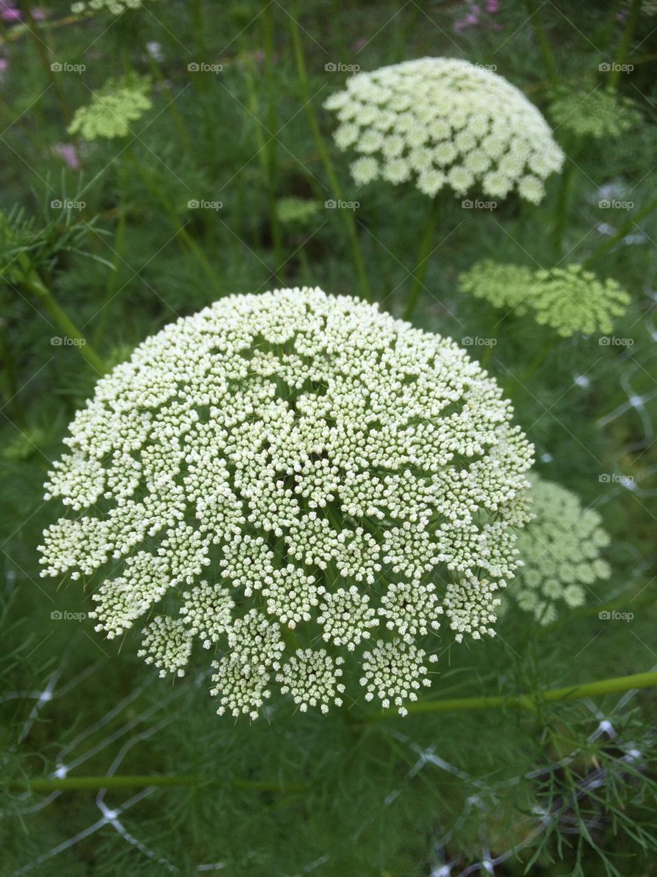 This dome of flowers is split into many starry umbels of tiny white flowers, a variety of ammi 
