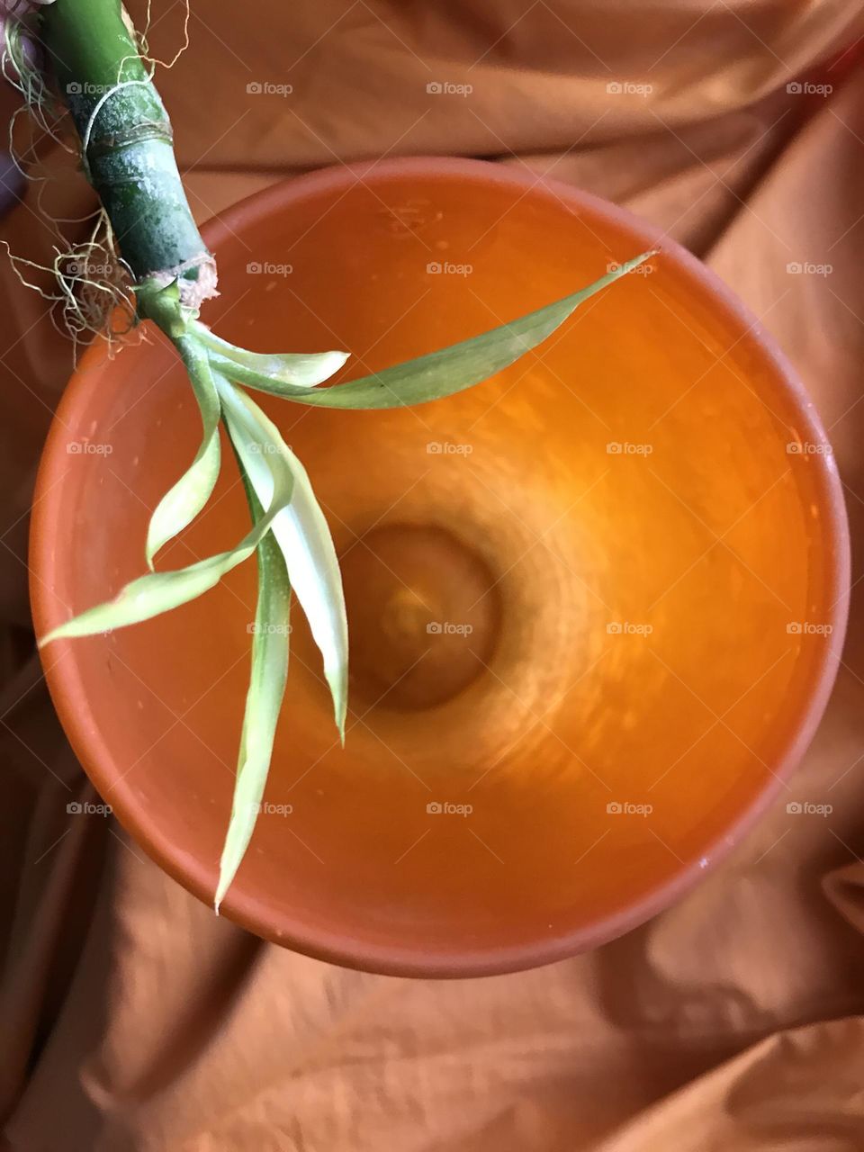 A green poem. The story of growth and insatiable thirst for light.