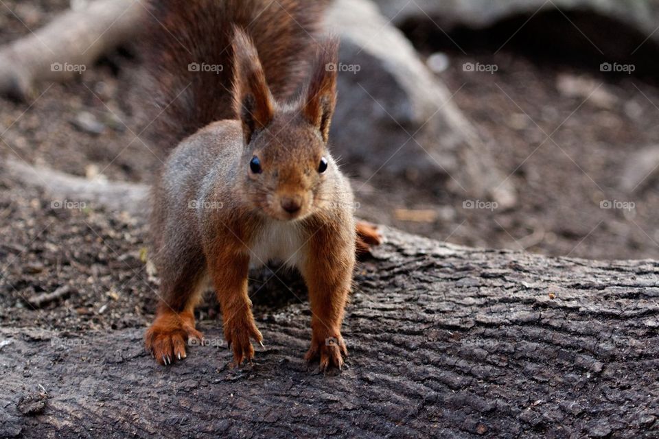 Close-up of squirrel on tree