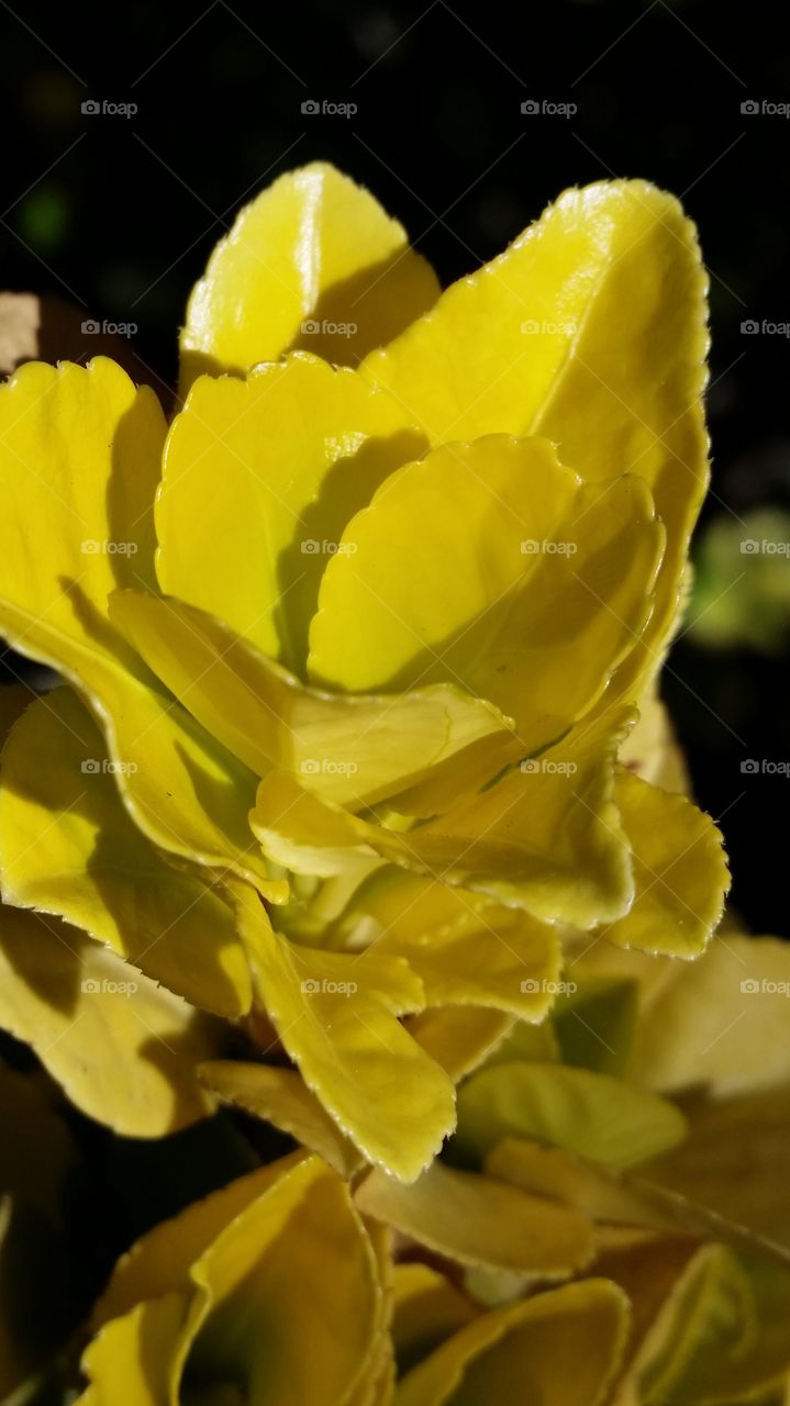 Waxy Yellow Leaves . Waxy yellow leaves